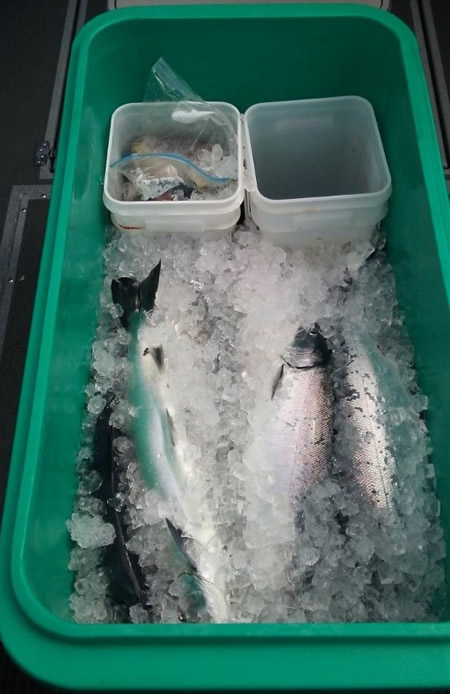 fish_processing